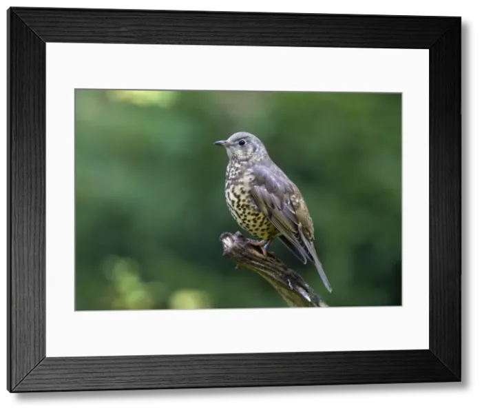 Framed Print : Picture No. 11672816 Framed Print : Picture No. 11672816
