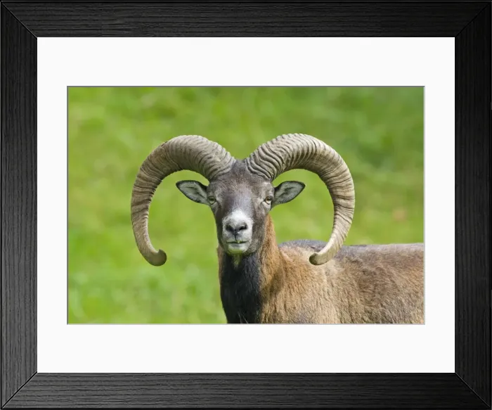 Framed Print : Picture No. 11672817 Framed Print : Picture No. 11672817