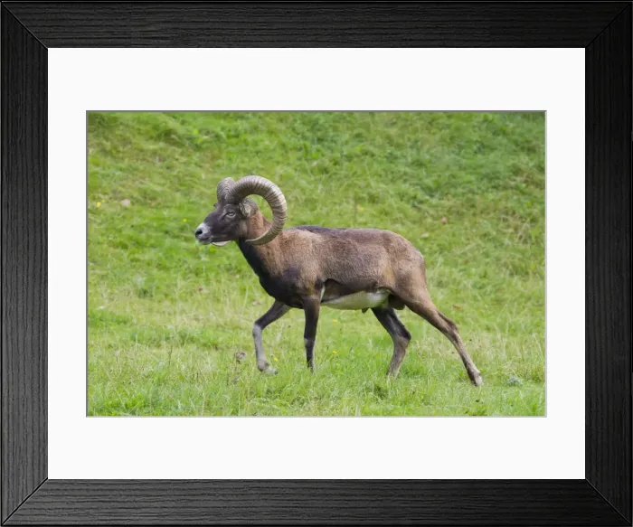 Framed Print : Picture No. 11672819 Framed Print : Picture No. 11672819
