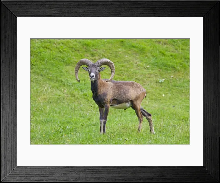 Framed Print : Picture No. 11672820 Framed Print : Picture No. 11672820