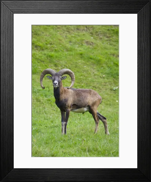 Framed Print : Picture No. 11672821 Framed Print : Picture No. 11672821