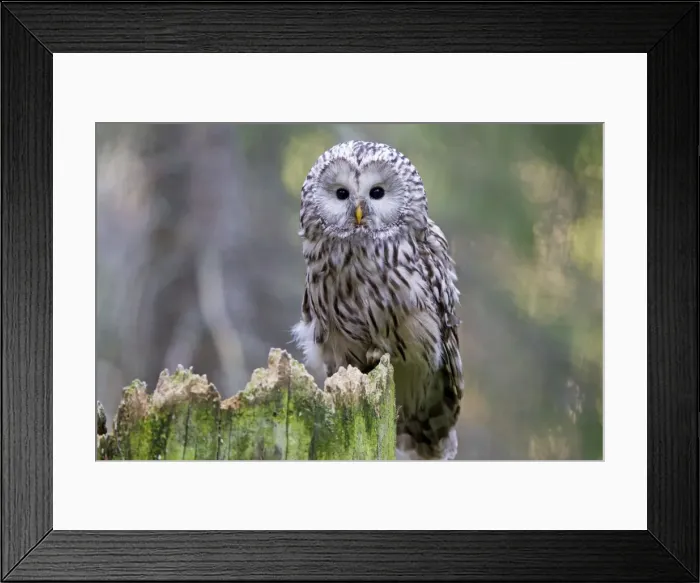 Framed Print : Picture No. 11672822 Framed Print : Picture No. 11672822