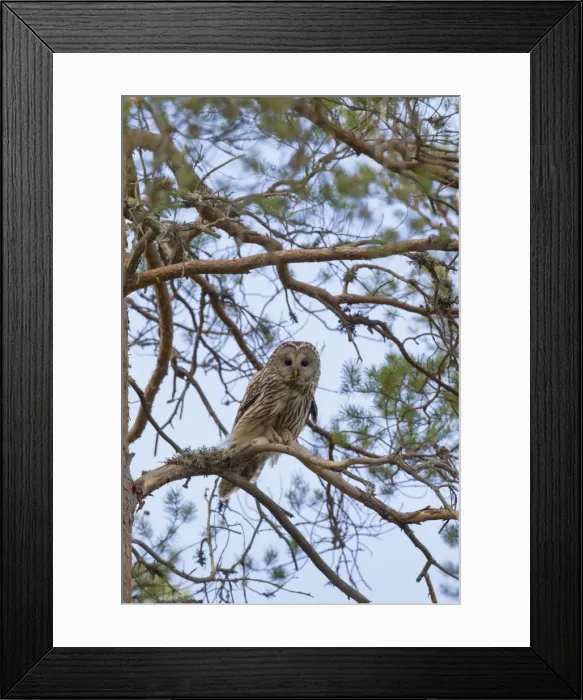 Framed Print : Picture No. 11672823 Framed Print : Picture No. 11672823