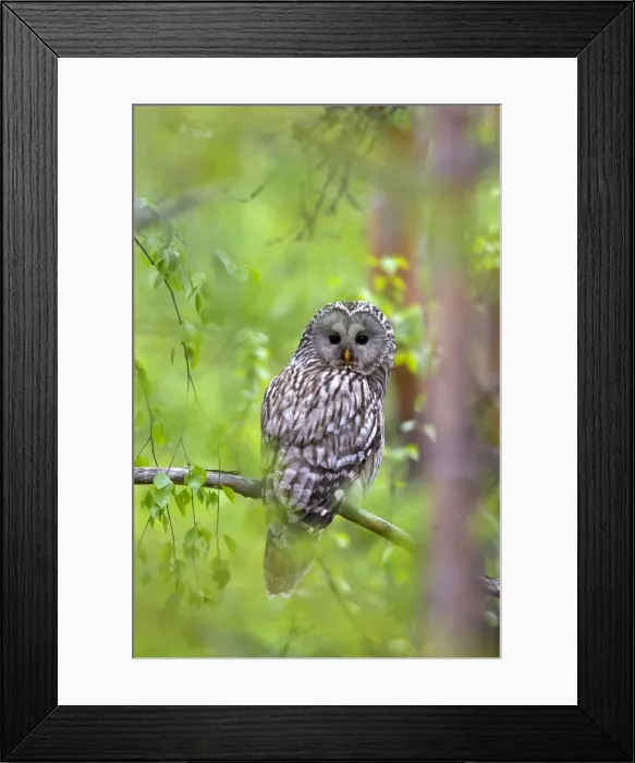 Framed Print : Picture No. 11672824 Framed Print : Picture No. 11672824