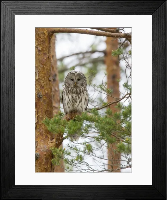 Framed Print : Picture No. 11672825 Framed Print : Picture No. 11672825