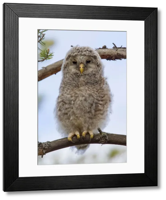 Framed Print : Picture No. 11672826 Framed Print : Picture No. 11672826