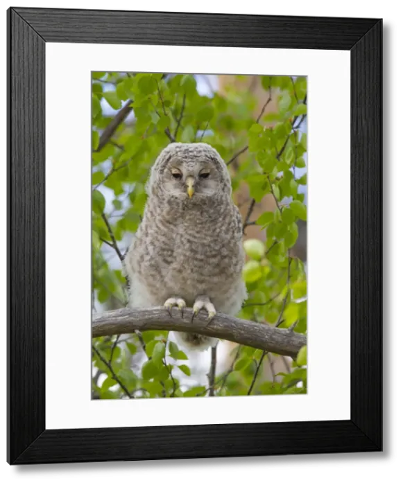Framed Print : Picture No. 11672827 Framed Print : Picture No. 11672827