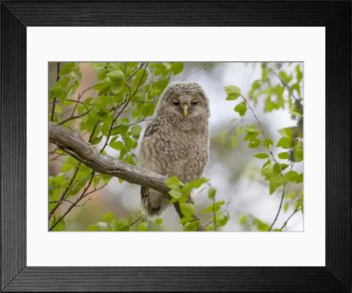 Framed Print : Picture No. 11672828 Framed Print : Picture No. 11672828
