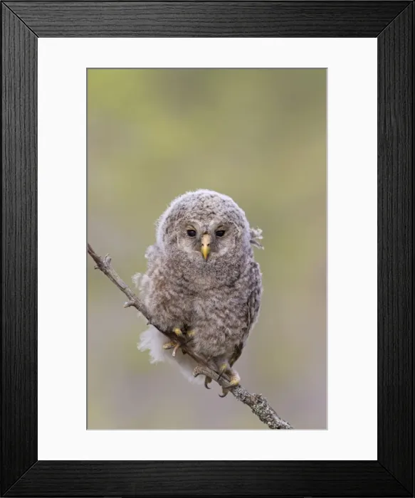 Framed Print : Picture No. 11672829 Framed Print : Picture No. 11672829