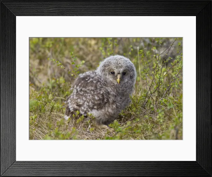 Framed Print : Picture No. 11672830 Framed Print : Picture No. 11672830