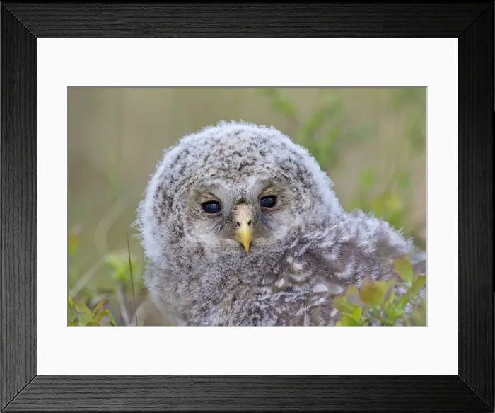 Framed Print : Picture No. 11672831 Framed Print : Picture No. 11672831