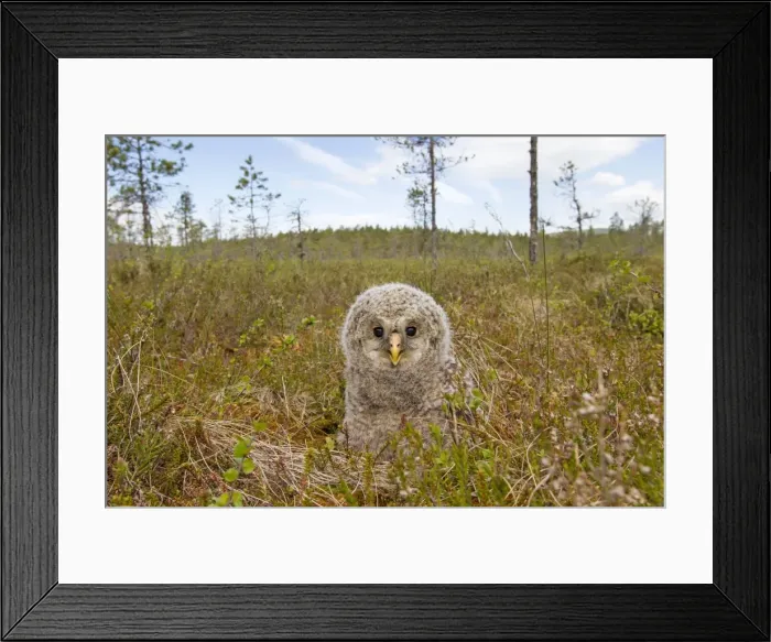 Framed Print : Picture No. 11672832 Framed Print : Picture No. 11672832