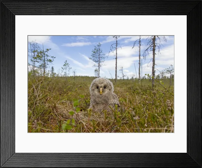 Framed Print : Picture No. 11672833 Framed Print : Picture No. 11672833