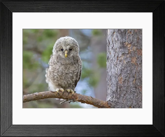 Framed Print : Picture No. 11672834 Framed Print : Picture No. 11672834
