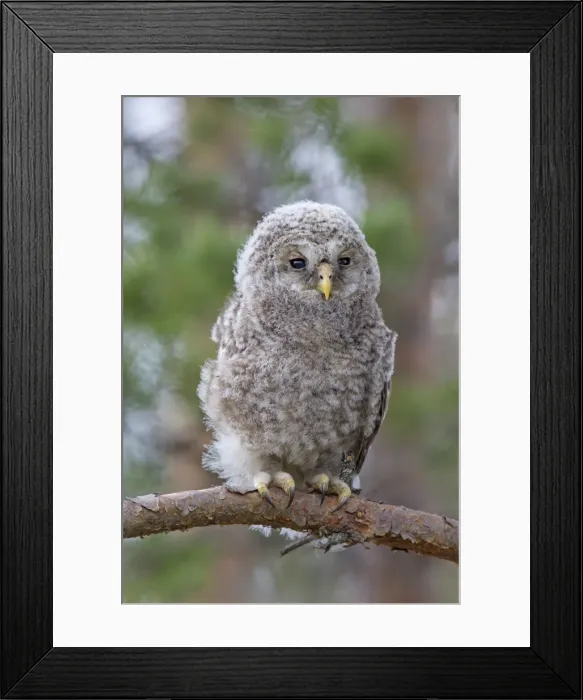 Framed Print : Picture No. 11672835 Framed Print : Picture No. 11672835
