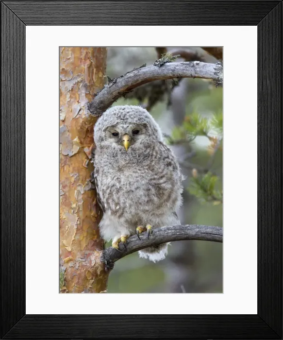 Framed Print : Picture No. 11672836 Framed Print : Picture No. 11672836