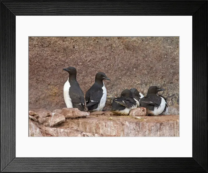 Framed Print : Picture No. 11672840 Framed Print : Picture No. 11672840