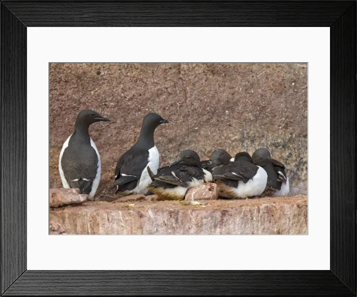 Framed Print : Picture No. 11672841 Framed Print : Picture No. 11672841