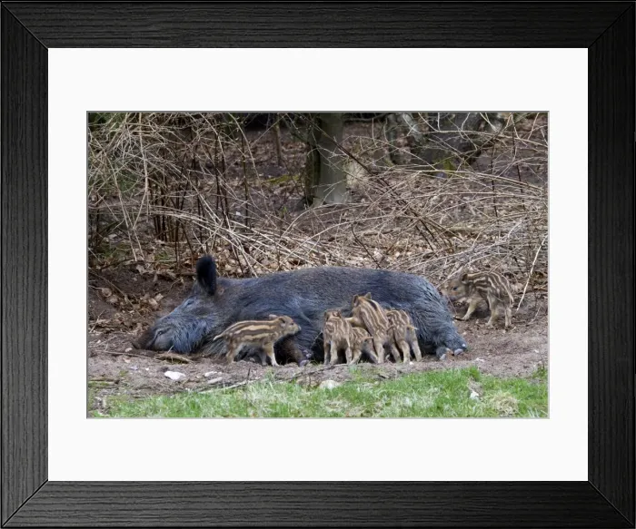 Framed Print : Picture No. 11672871 Framed Print : Picture No. 11672871
