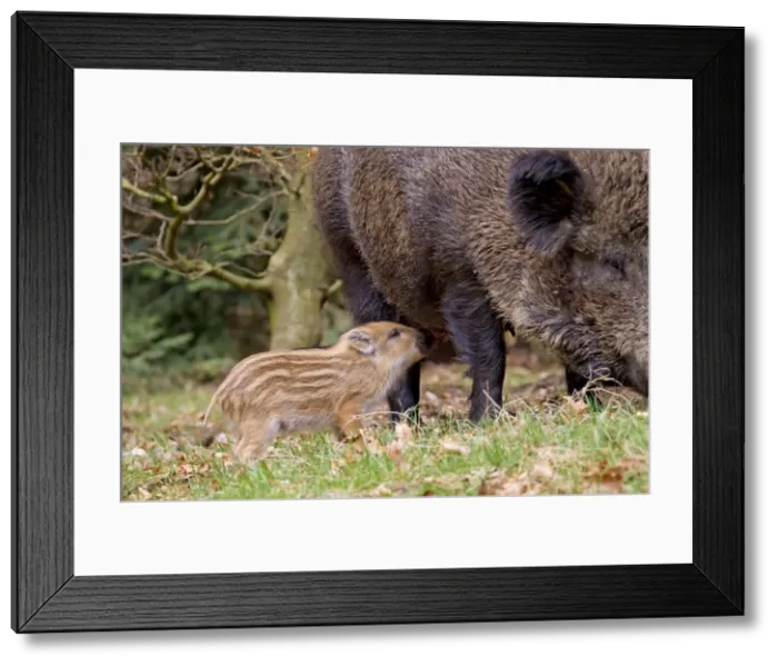 Framed Print : Picture No. 11672873 Framed Print : Picture No. 11672873