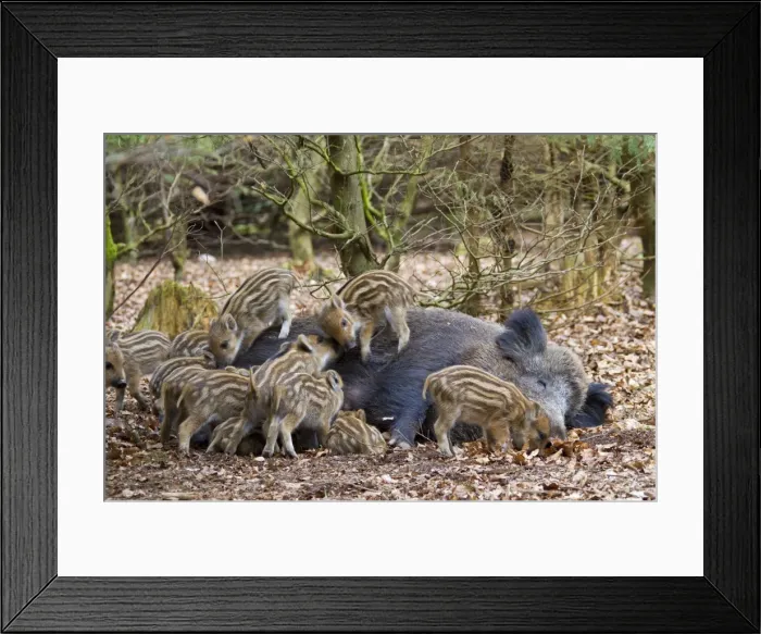 Framed Print : Picture No. 11672875 Framed Print : Picture No. 11672875