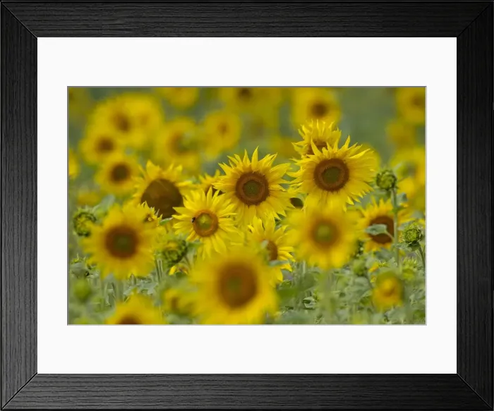 Framed Print : Picture No. 11672878 Framed Print : Picture No. 11672878