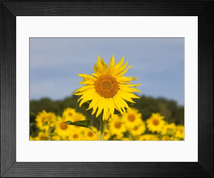 Framed Print : Picture No. 11672879 Framed Print : Picture No. 11672879