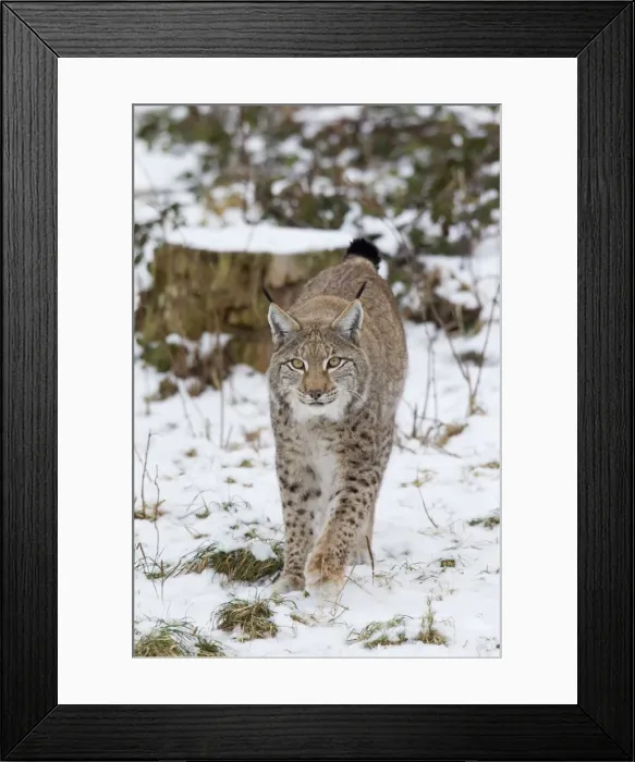 Framed Print : Picture No. 11672915 Framed Print : Picture No. 11672915