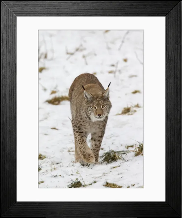 Framed Print : Picture No. 11672916 Framed Print : Picture No. 11672916