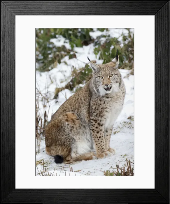 Framed Print : Picture No. 11672918 Framed Print : Picture No. 11672918