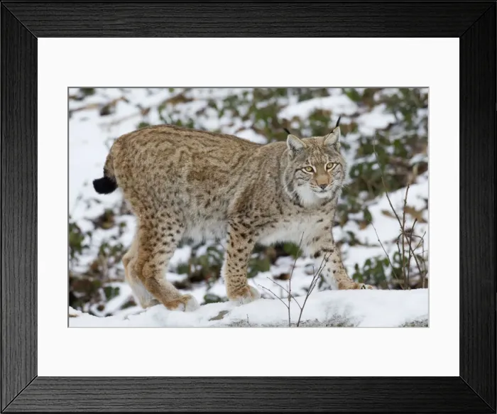 Framed Print : Picture No. 11672920 Framed Print : Picture No. 11672920