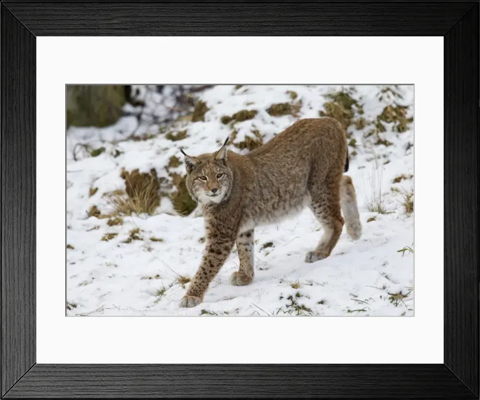 Framed Print : Picture No. 11672921 Framed Print : Picture No. 11672921