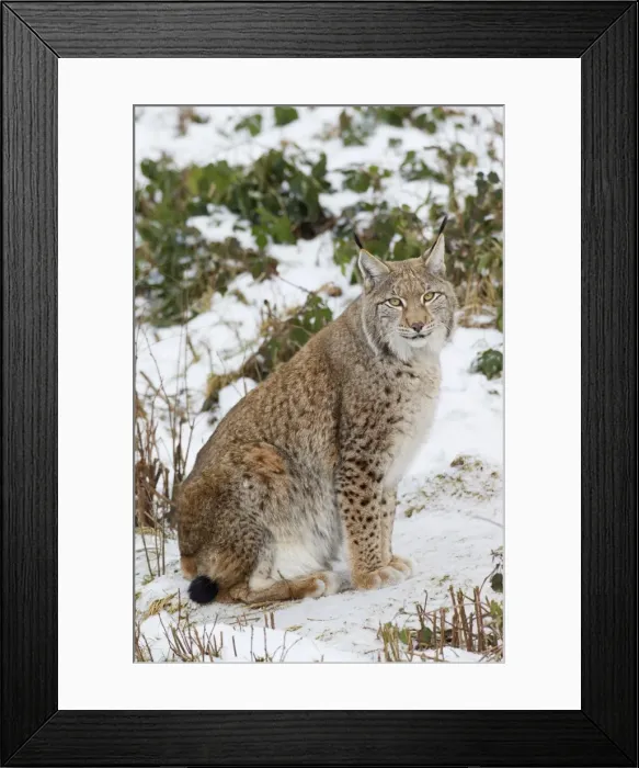 Framed Print : Picture No. 11672919 Framed Print : Picture No. 11672919