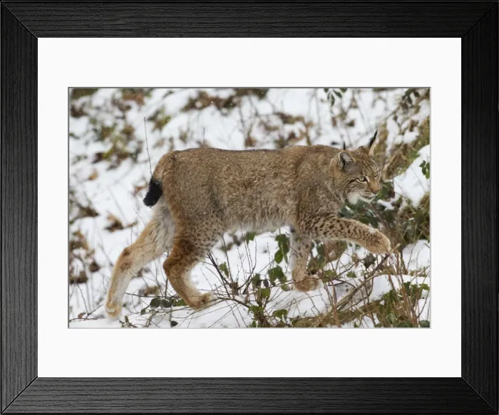 Framed Print : Picture No. 11672922 Framed Print : Picture No. 11672922