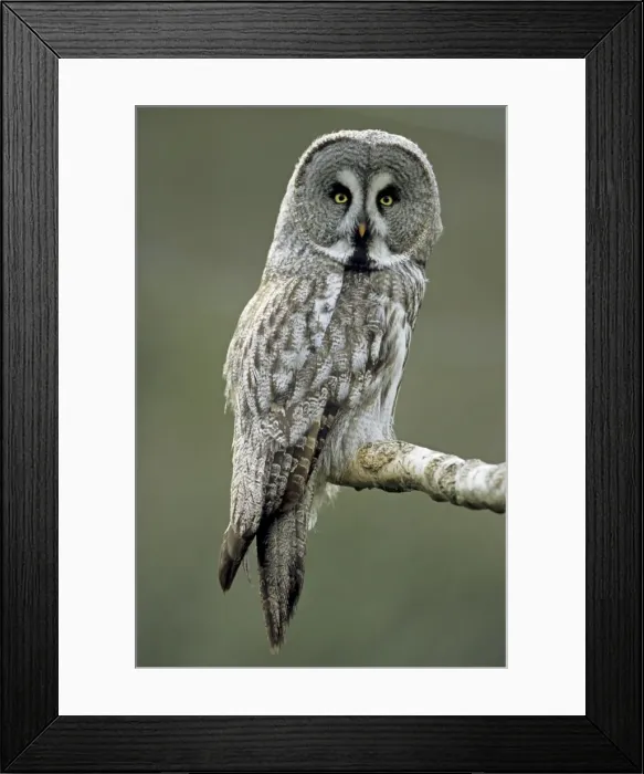 Framed Print : Picture No. 11672923 Framed Print : Picture No. 11672923