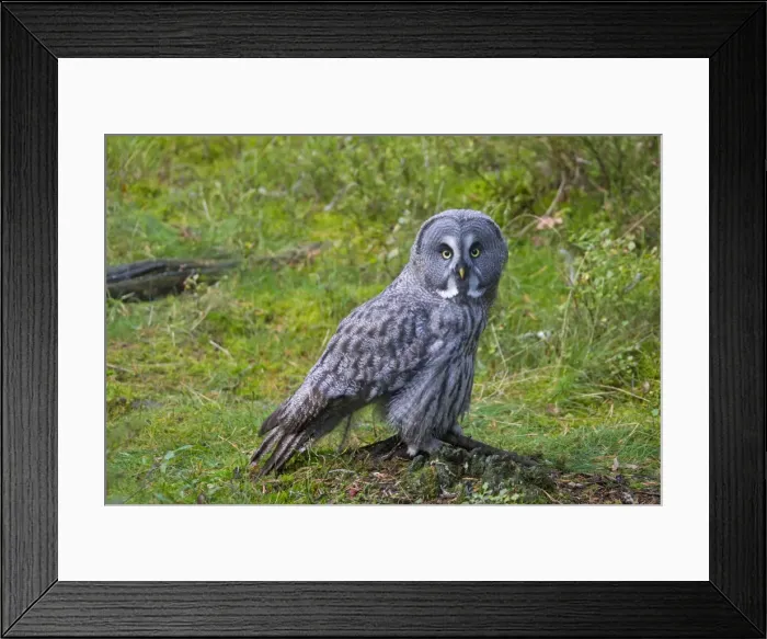 Framed Print : Picture No. 11672925 Framed Print : Picture No. 11672925