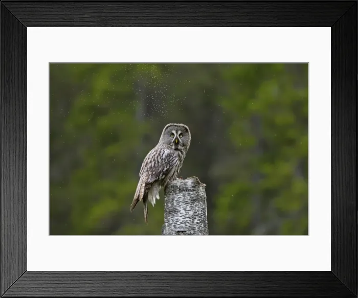 Framed Print : Picture No. 11672929 Framed Print : Picture No. 11672929