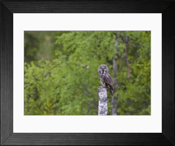 Framed Print : Picture No. 11672931 Framed Print : Picture No. 11672931