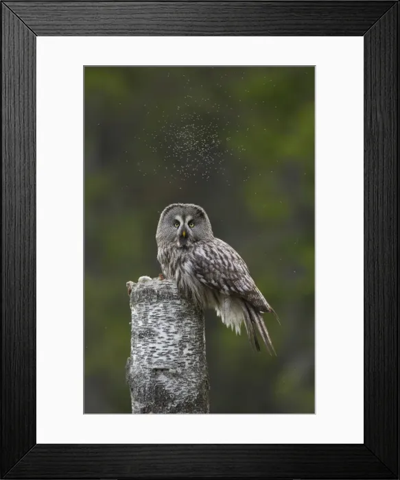 Framed Print : Picture No. 11672930 Framed Print : Picture No. 11672930