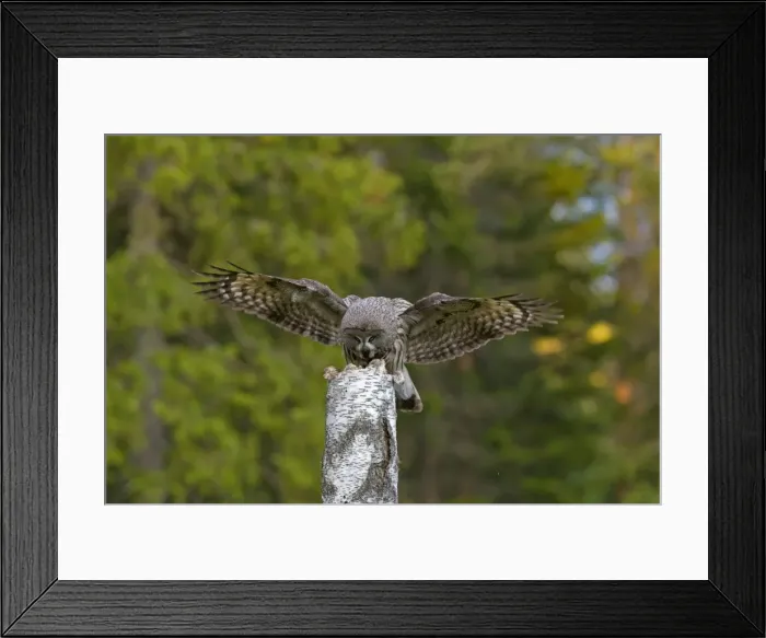 Framed Print : Picture No. 11672932 Framed Print : Picture No. 11672932