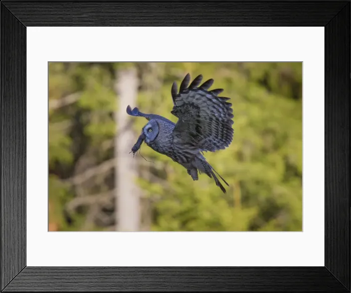 Framed Print : Picture No. 11672934 Framed Print : Picture No. 11672934
