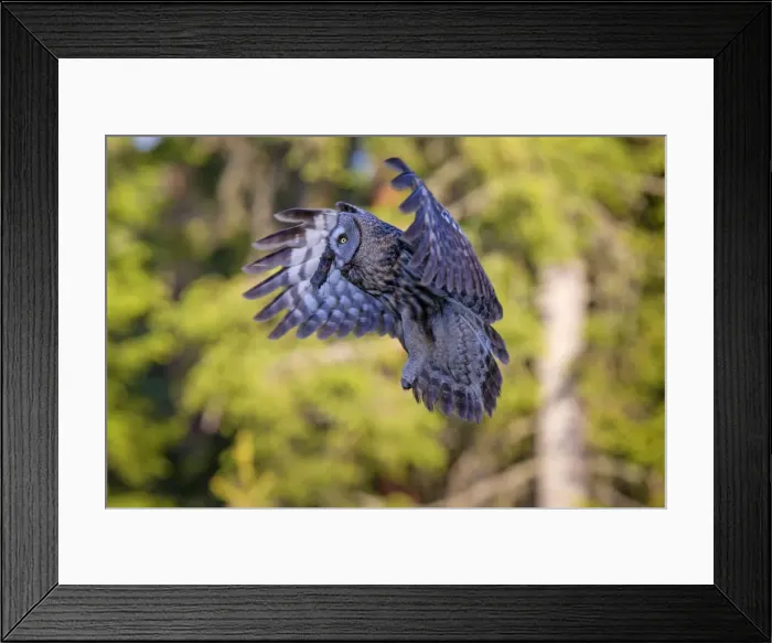 Framed Print : Picture No. 11672935 Framed Print : Picture No. 11672935