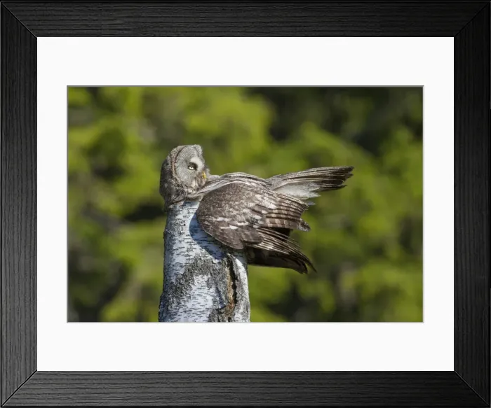 Framed Print : Picture No. 11672936 Framed Print : Picture No. 11672936