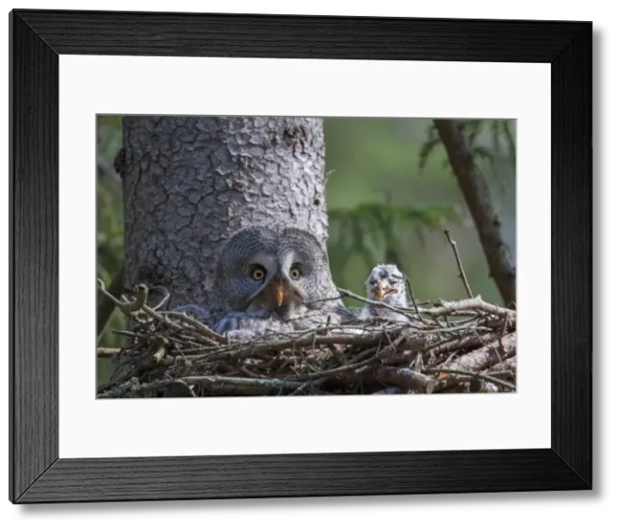 Framed Print : Picture No. 11672937 Framed Print : Picture No. 11672937