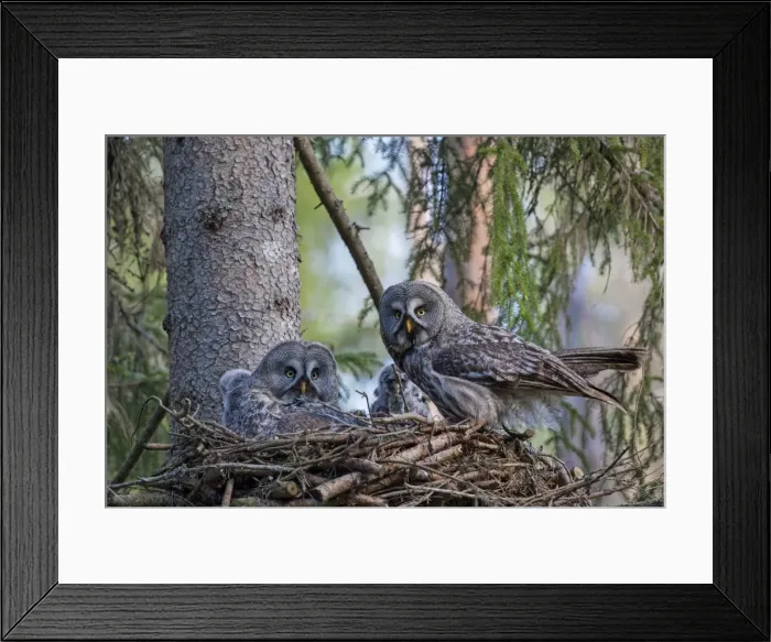 Framed Print : Picture No. 11672938 Framed Print : Picture No. 11672938