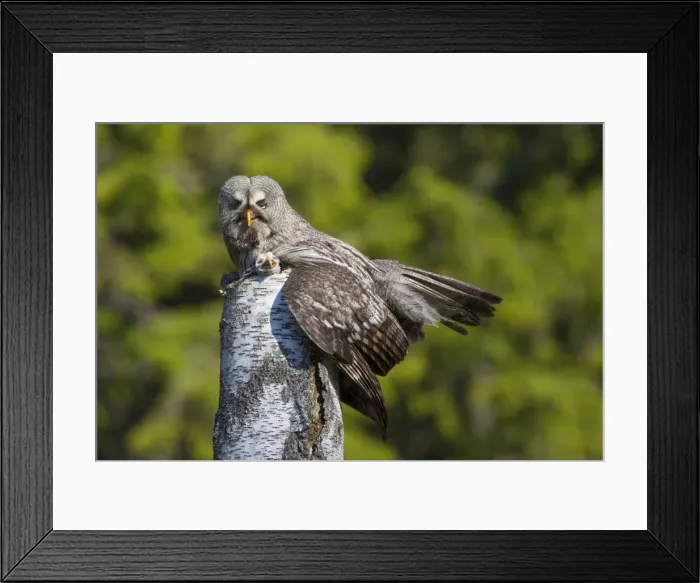 Framed Print : Picture No. 11672939 Framed Print : Picture No. 11672939