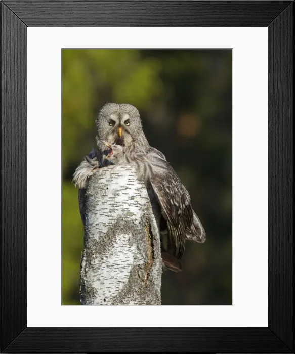 Framed Print : Picture No. 11672941 Framed Print : Picture No. 11672941