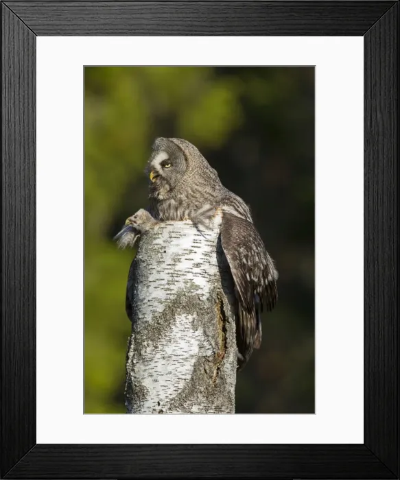 Framed Print : Picture No. 11672940 Framed Print : Picture No. 11672940