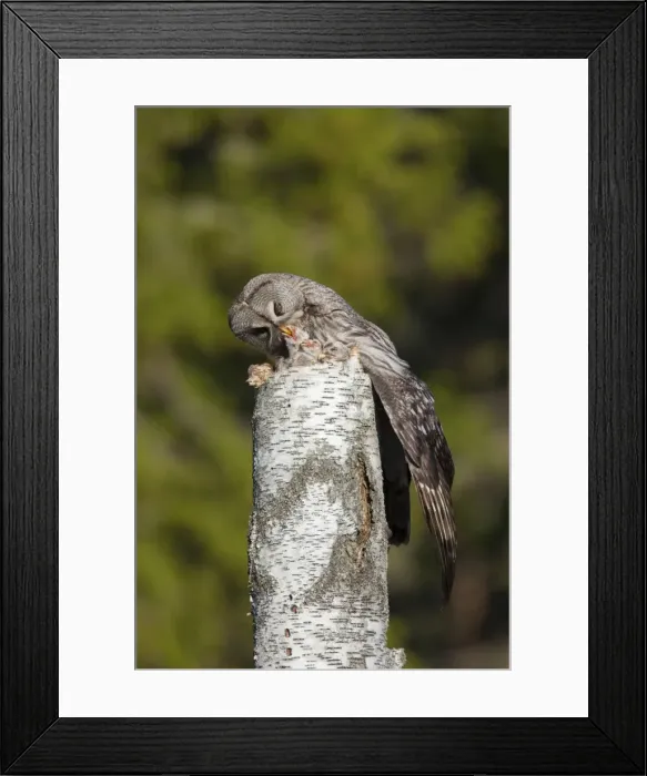 Framed Print : Picture No. 11672942 Framed Print : Picture No. 11672942