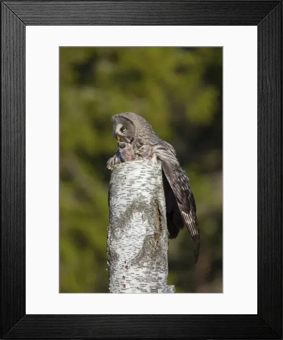 Framed Print : Picture No. 11672943 Framed Print : Picture No. 11672943